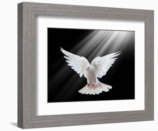 A Free Flying White Dove Isolated On A Black Background-Irochka-Framed Art Print