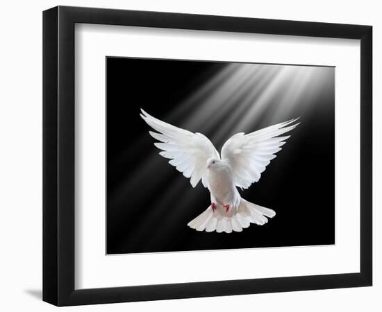 A Free Flying White Dove Isolated On A Black Background-Irochka-Framed Art Print