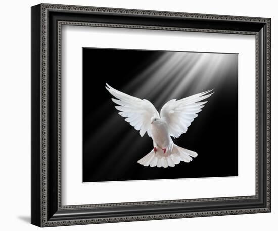 A Free Flying White Dove Isolated On A Black Background-Irochka-Framed Art Print