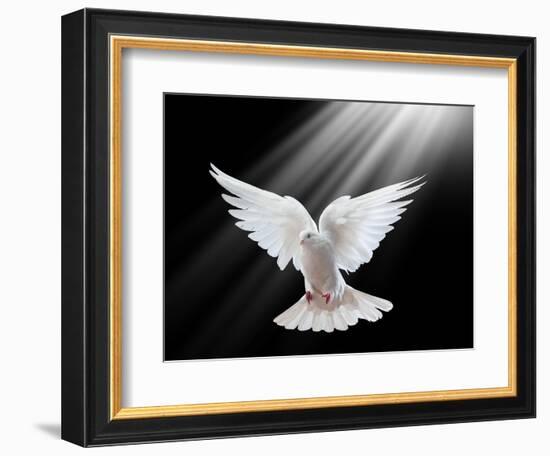 A Free Flying White Dove Isolated On A Black Background-Irochka-Framed Art Print