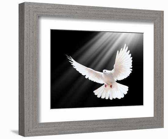 A Free Flying White Dove Isolated On A Black Background-Irochka-Framed Art Print