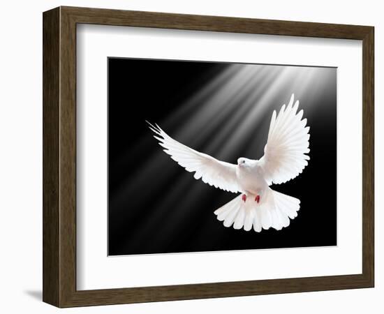 A Free Flying White Dove Isolated On A Black Background-Irochka-Framed Art Print