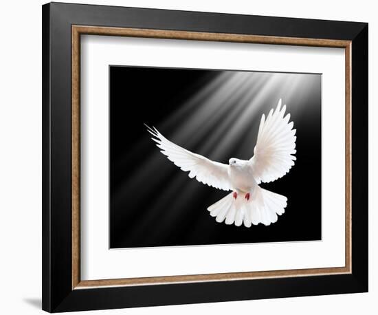 A Free Flying White Dove Isolated On A Black Background-Irochka-Framed Art Print