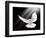 A Free Flying White Dove Isolated On A Black Background-Irochka-Framed Art Print