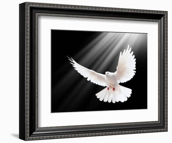 A Free Flying White Dove Isolated On A Black Background-Irochka-Framed Art Print