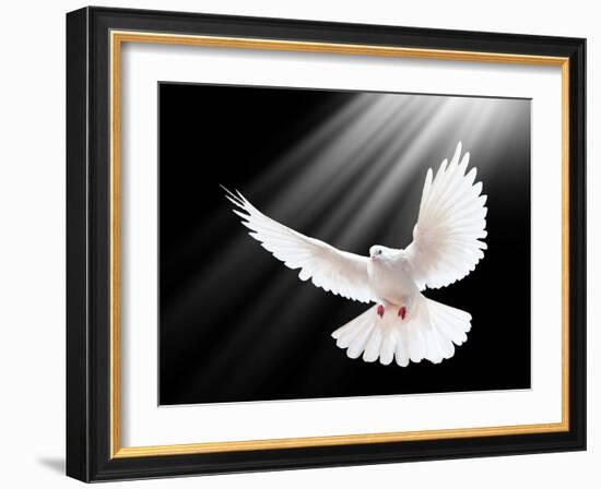 A Free Flying White Dove Isolated On A Black Background-Irochka-Framed Premium Giclee Print