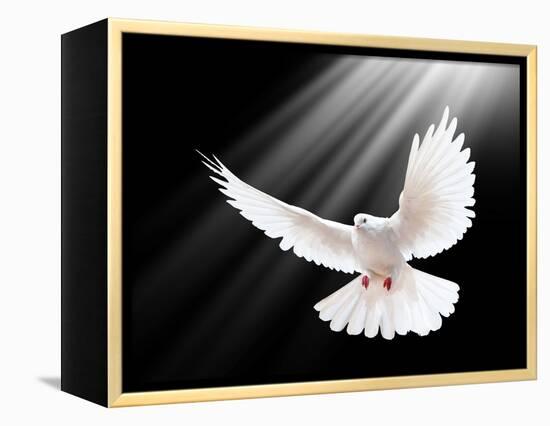 A Free Flying White Dove Isolated On A Black Background-Irochka-Framed Stretched Canvas