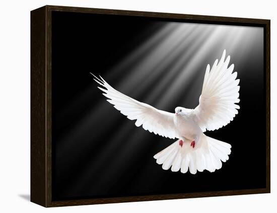 A Free Flying White Dove Isolated On A Black Background-Irochka-Framed Stretched Canvas