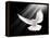 A Free Flying White Dove Isolated On A Black Background-Irochka-Framed Stretched Canvas
