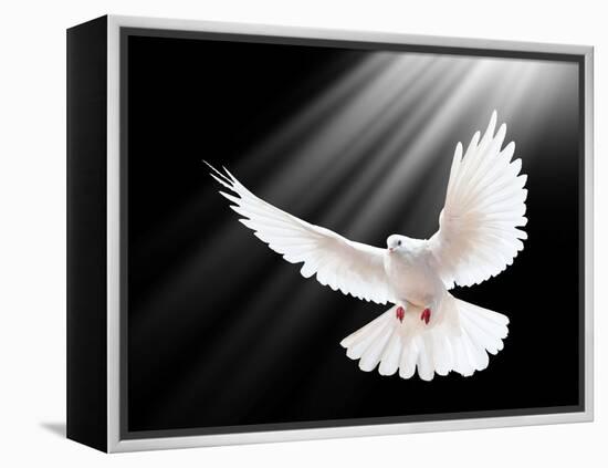 A Free Flying White Dove Isolated On A Black Background-Irochka-Framed Stretched Canvas