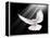 A Free Flying White Dove Isolated On A Black Background-Irochka-Framed Stretched Canvas