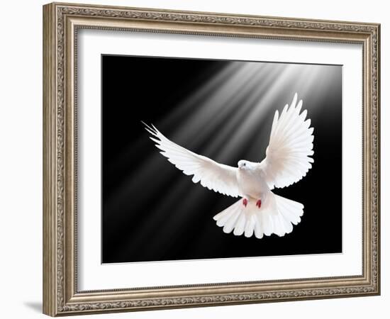 A Free Flying White Dove Isolated On A Black Background-Irochka-Framed Art Print