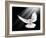 A Free Flying White Dove Isolated On A Black Background-Irochka-Framed Art Print