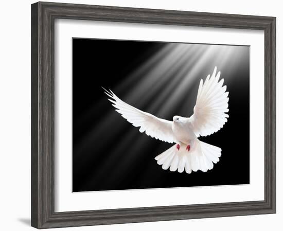 A Free Flying White Dove Isolated On A Black Background-Irochka-Framed Art Print