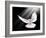 A Free Flying White Dove Isolated On A Black Background-Irochka-Framed Art Print