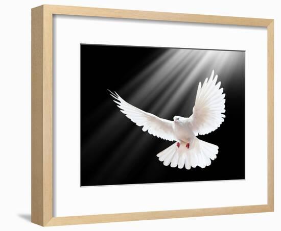 A Free Flying White Dove Isolated On A Black Background-Irochka-Framed Art Print