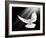 A Free Flying White Dove Isolated On A Black Background-Irochka-Framed Art Print