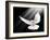 A Free Flying White Dove Isolated On A Black Background-Irochka-Framed Art Print