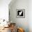 A Free Flying White Dove Isolated On A Black Background-Irochka-Framed Art Print displayed on a wall