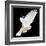 A Free Flying White Dove Isolated On A Black Background-Irochka-Framed Art Print