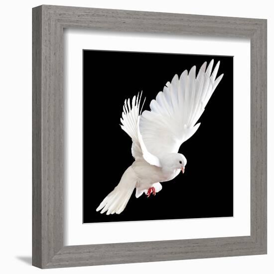 A Free Flying White Dove Isolated On A Black Background-Irochka-Framed Art Print