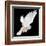 A Free Flying White Dove Isolated On A Black Background-Irochka-Framed Art Print