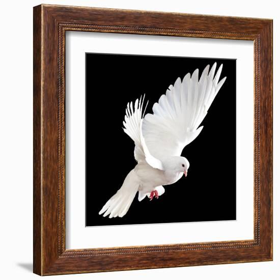 A Free Flying White Dove Isolated On A Black Background-Irochka-Framed Art Print