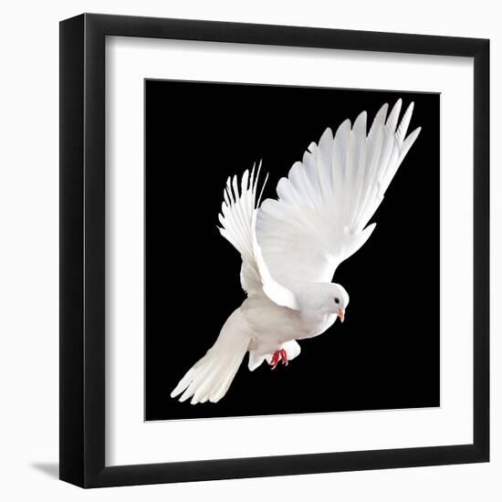 A Free Flying White Dove Isolated On A Black Background-Irochka-Framed Art Print