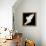 A Free Flying White Dove Isolated On A Black Background-Irochka-Framed Stretched Canvas displayed on a wall