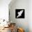 A Free Flying White Dove Isolated On A Black Background-Irochka-Framed Stretched Canvas displayed on a wall