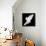 A Free Flying White Dove Isolated On A Black Background-Irochka-Framed Stretched Canvas displayed on a wall