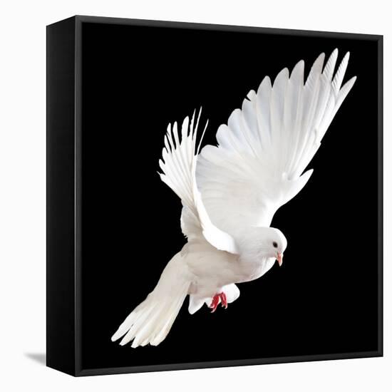 A Free Flying White Dove Isolated On A Black Background-Irochka-Framed Stretched Canvas