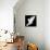 A Free Flying White Dove Isolated On A Black Background-Irochka-Premium Giclee Print displayed on a wall