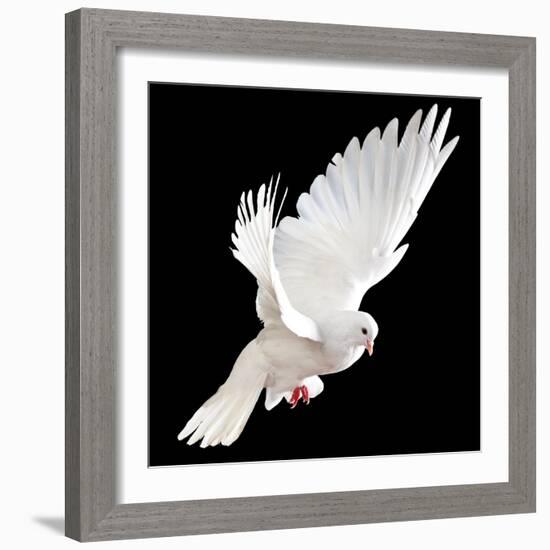 A Free Flying White Dove Isolated On A Black Background-Irochka-Framed Premium Giclee Print