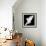 A Free Flying White Dove Isolated On A Black Background-Irochka-Framed Premium Giclee Print displayed on a wall