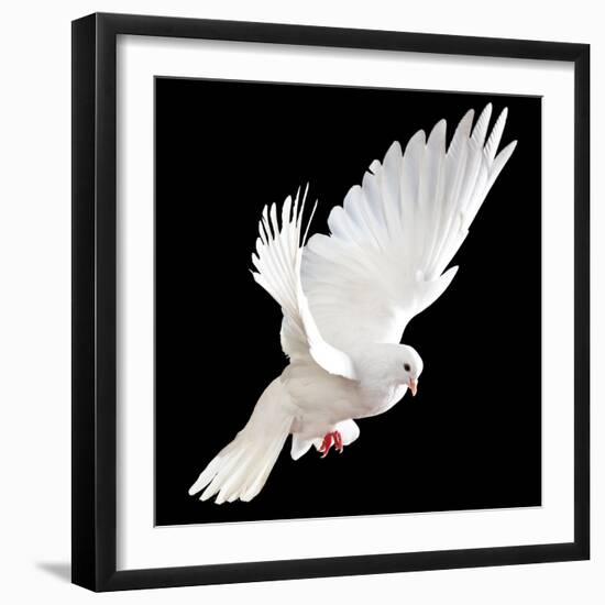 A Free Flying White Dove Isolated On A Black Background-Irochka-Framed Premium Giclee Print