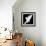 A Free Flying White Dove Isolated On A Black Background-Irochka-Framed Premium Giclee Print displayed on a wall