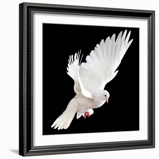 A Free Flying White Dove Isolated On A Black Background-Irochka-Framed Premium Giclee Print