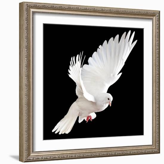 A Free Flying White Dove Isolated On A Black Background-Irochka-Framed Art Print