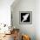 A Free Flying White Dove Isolated On A Black Background-Irochka-Framed Art Print displayed on a wall