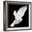 A Free Flying White Dove Isolated On A Black Background-Irochka-Framed Art Print