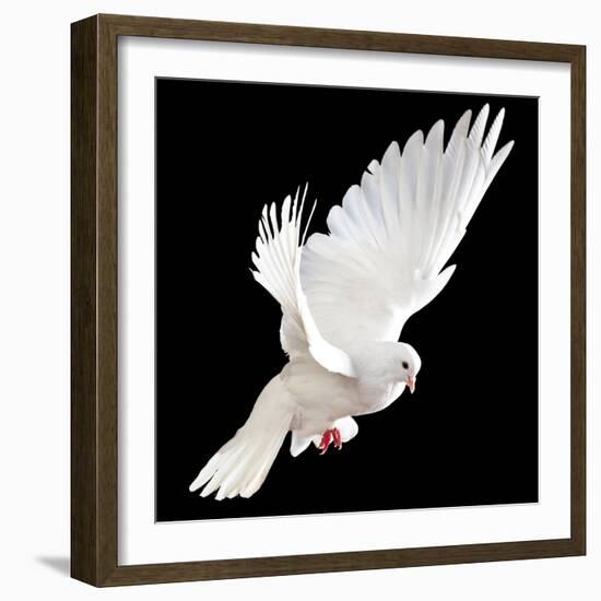 A Free Flying White Dove Isolated On A Black Background-Irochka-Framed Art Print