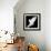 A Free Flying White Dove Isolated On A Black Background-Irochka-Framed Art Print displayed on a wall