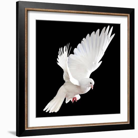 A Free Flying White Dove Isolated On A Black Background-Irochka-Framed Art Print