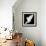 A Free Flying White Dove Isolated On A Black Background-Irochka-Framed Art Print displayed on a wall