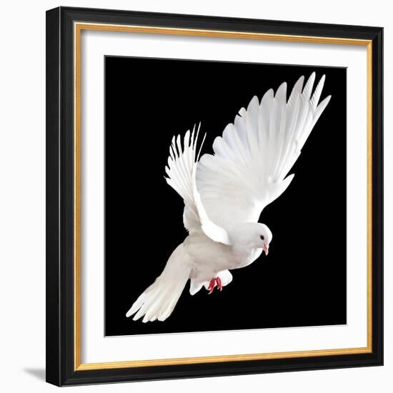 A Free Flying White Dove Isolated On A Black Background-Irochka-Framed Art Print