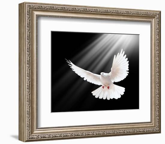 A Free Flying White Peace Dove-null-Framed Art Print