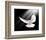 A Free Flying White Peace Dove-null-Framed Art Print