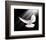 A Free Flying White Peace Dove-null-Framed Art Print