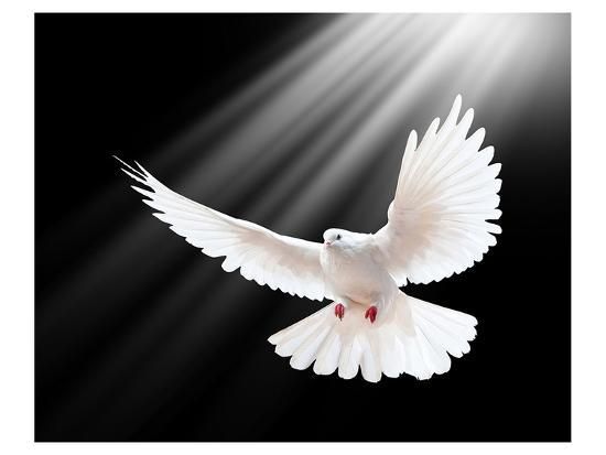 a-free-flying-white-peace-dove_u-l-f7pi6